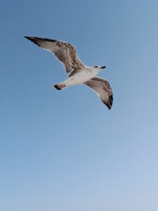 flying seagull against blue sky